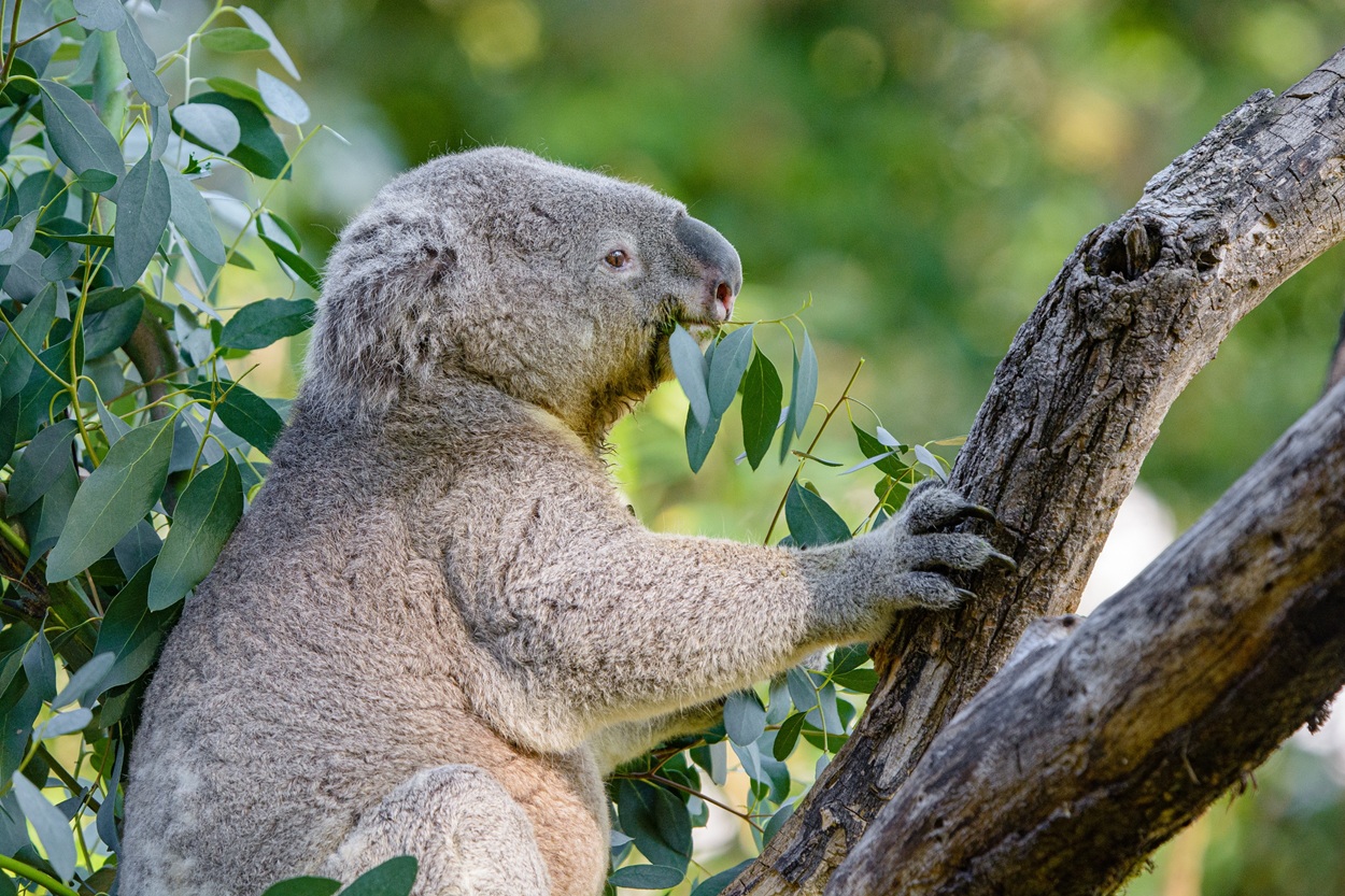 Pressefoto_DVV_Koala_Eukalyptus.jpg